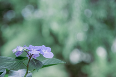 purple & green