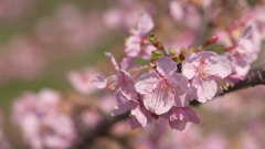 河津桜-2