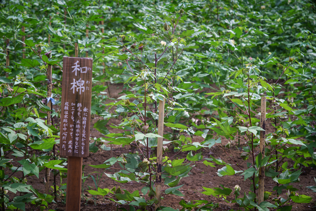 cotton field