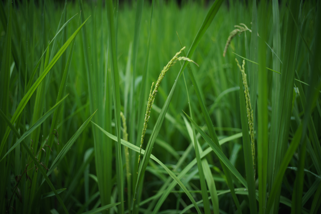 穂花