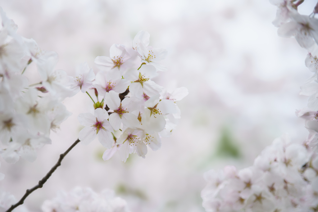 sakura