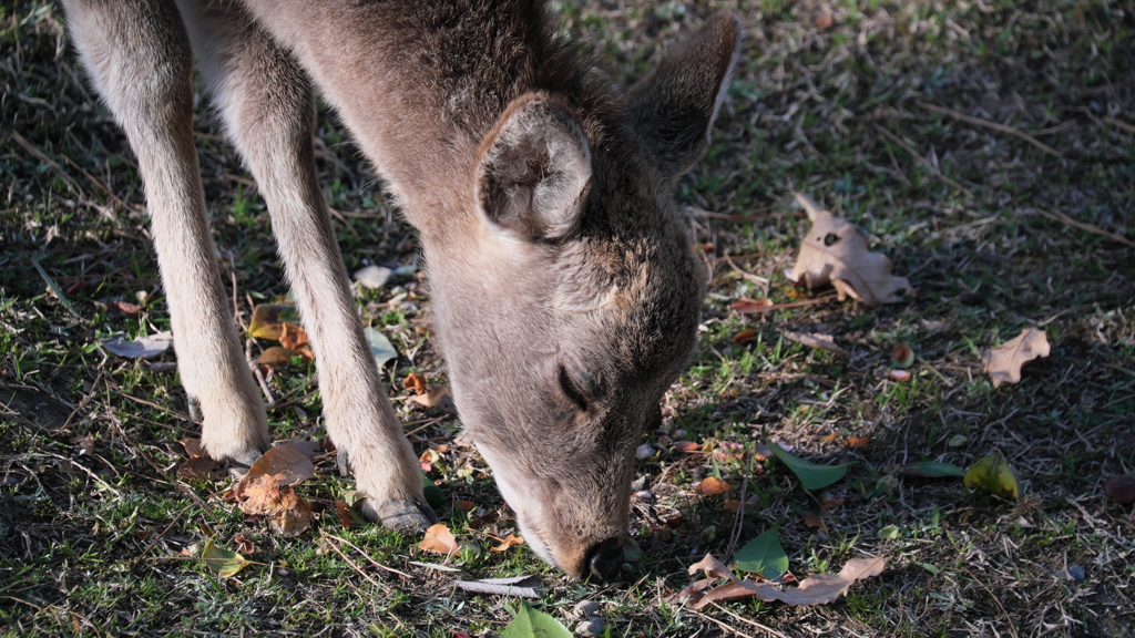 奈良公園の鹿