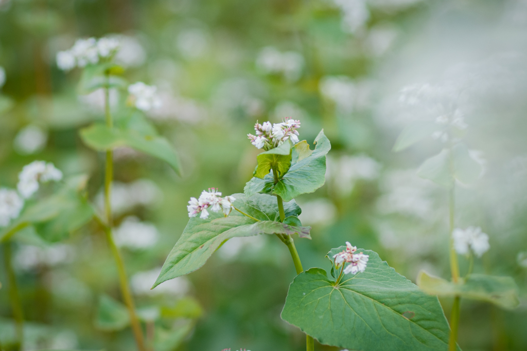 ソバの花　秋