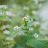 ソバの花　秋