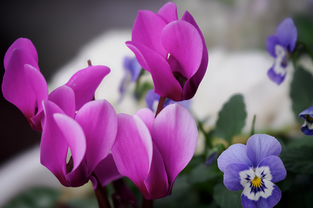 flowers