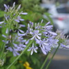 交差点の花