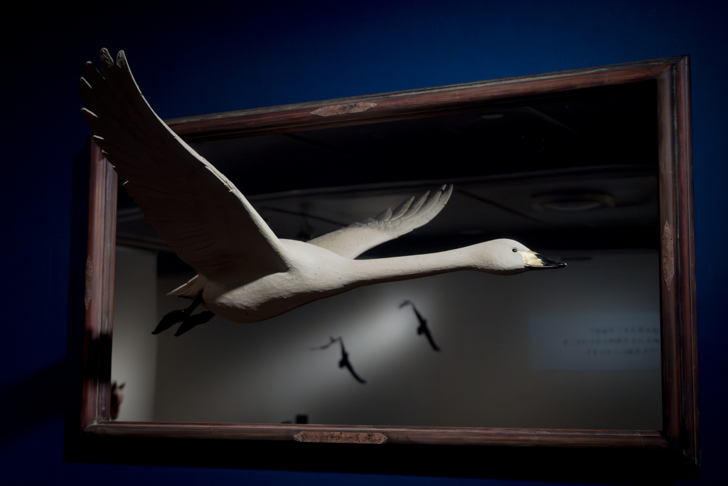 Swan in the frame
