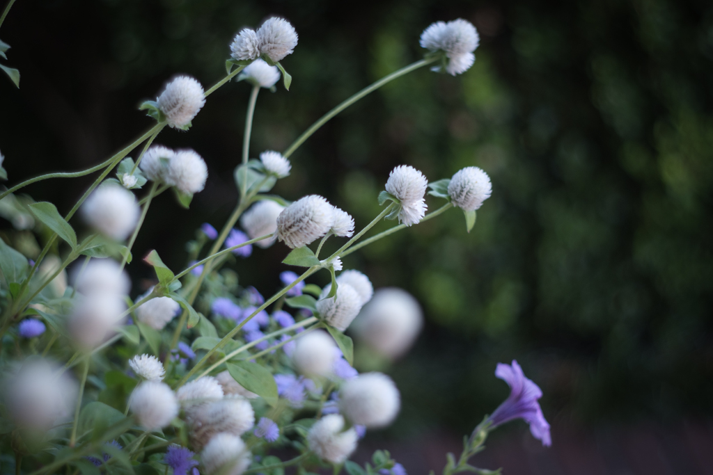 flowers