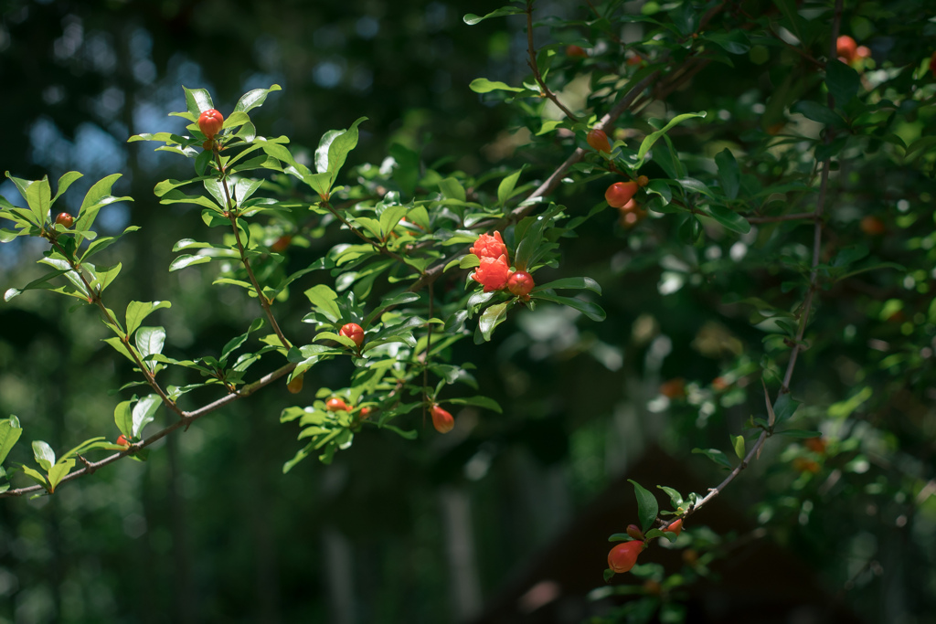 柘榴の花