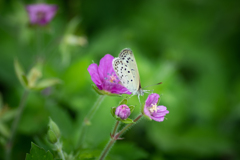 花から花へ