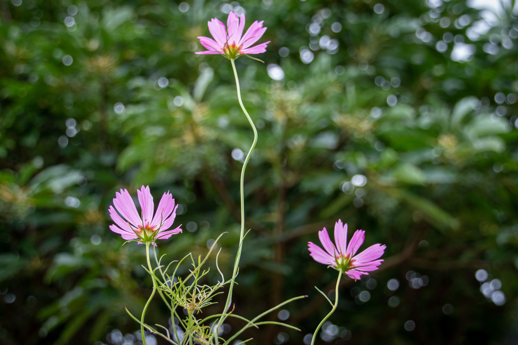秋桜
