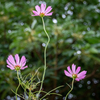 秋桜