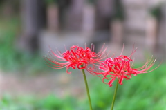 彼岸花-3