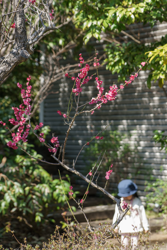 屋上庭園の梅花