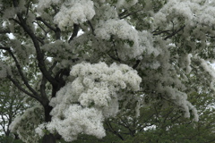 雪をかぶったような真っ白な花の木