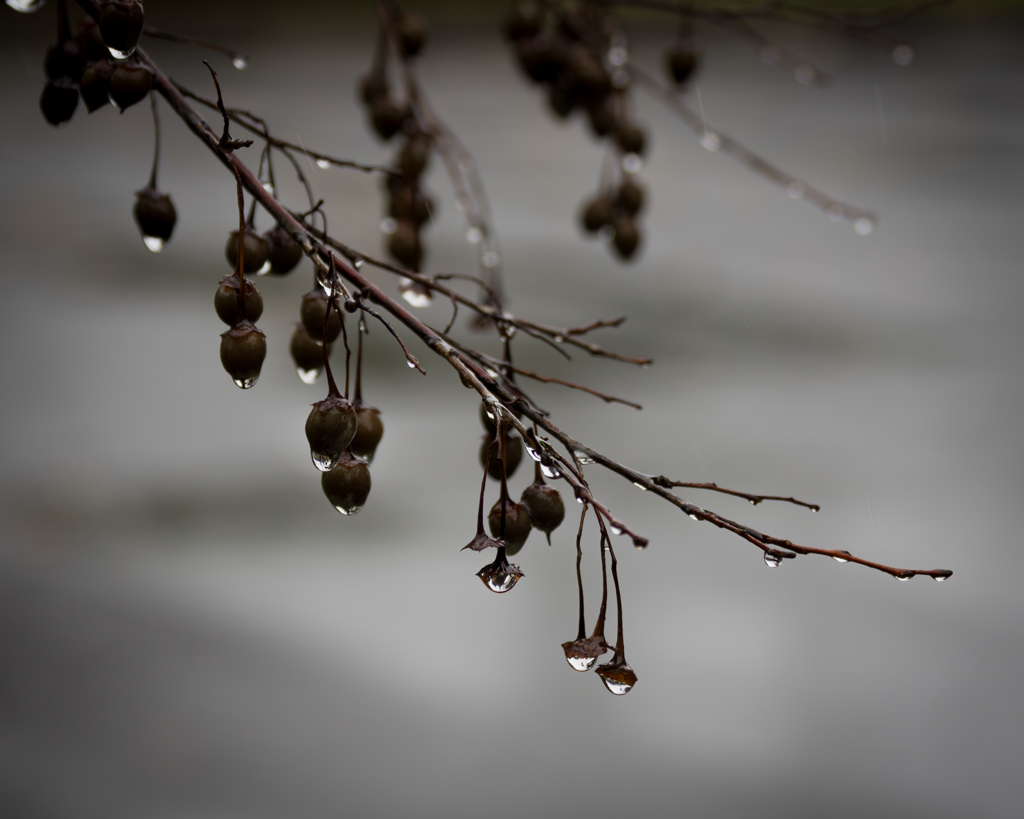 雨中