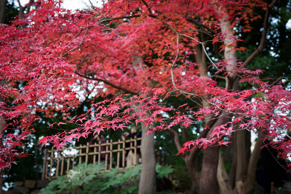 紅葉狩