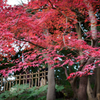 紅葉狩