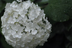 雨上がりの花