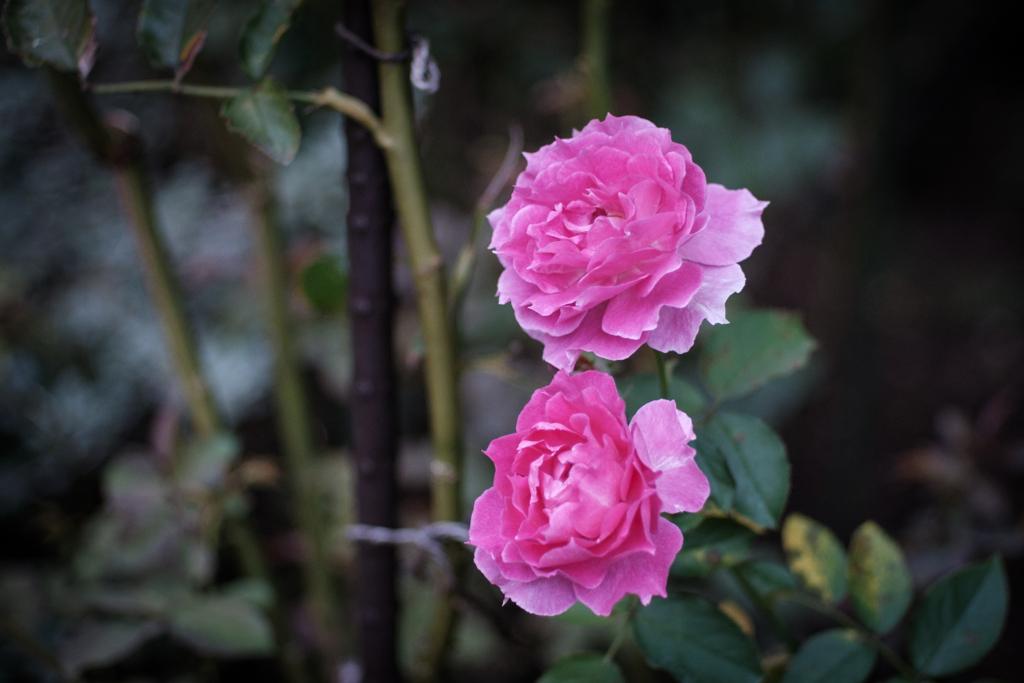 薔薇