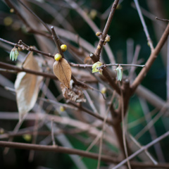 芽吹き