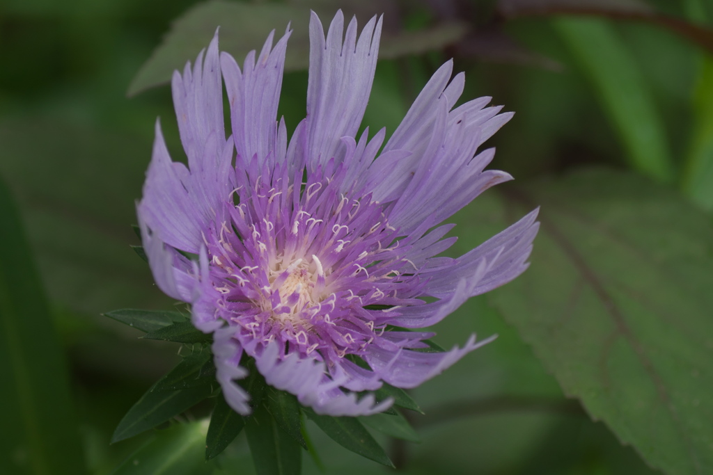 公園の花