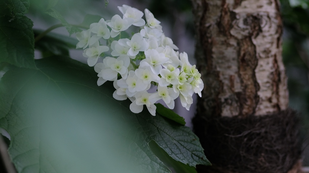 柏葉紫陽花