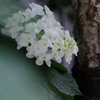 柏葉紫陽花