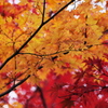紅葉の賀 7