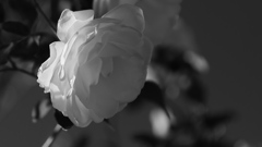 冬の白いバラ
