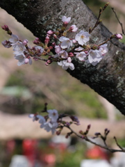 参道の桜