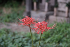 彼岸花-2