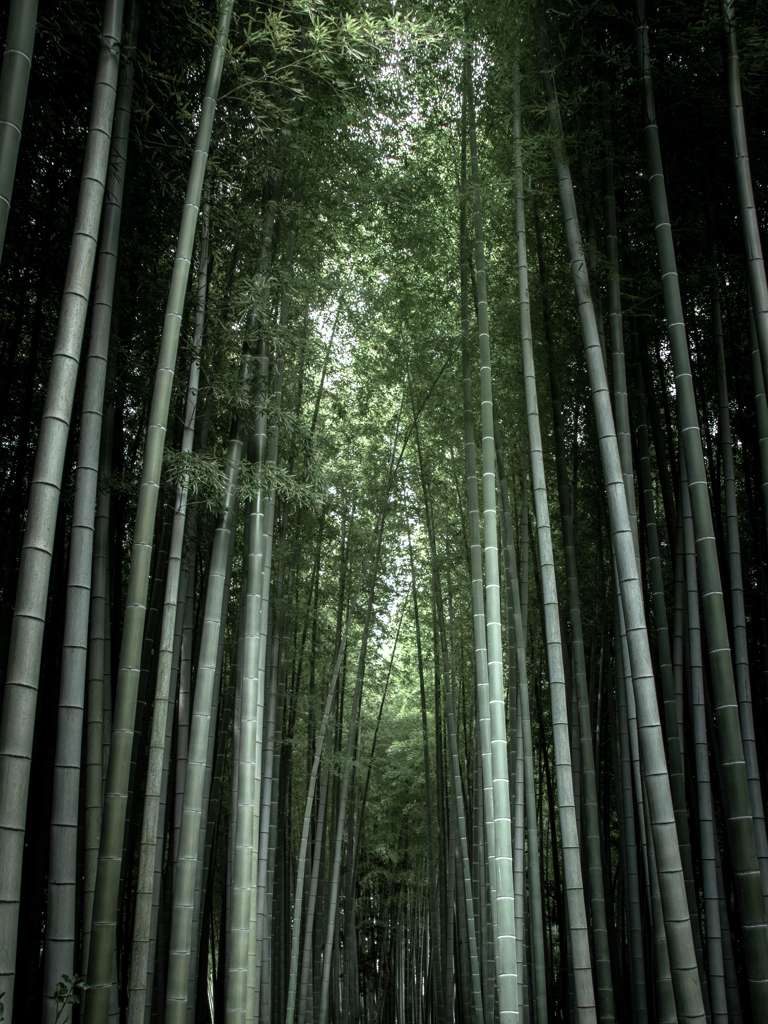 竹