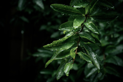 leaves