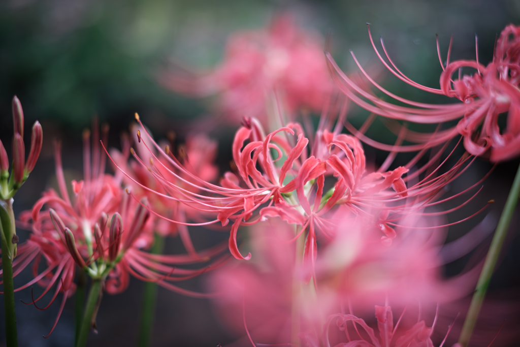 曼珠沙華