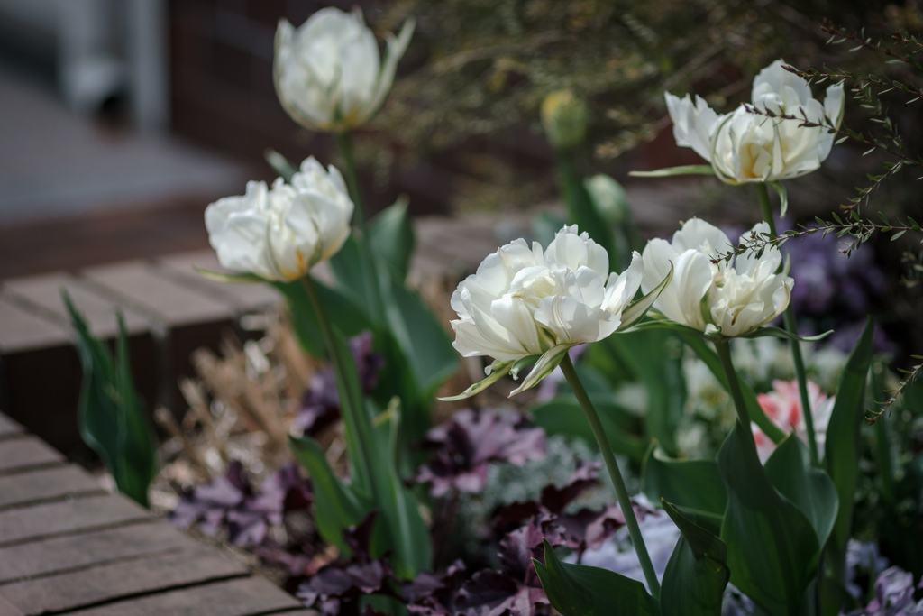 Tulips