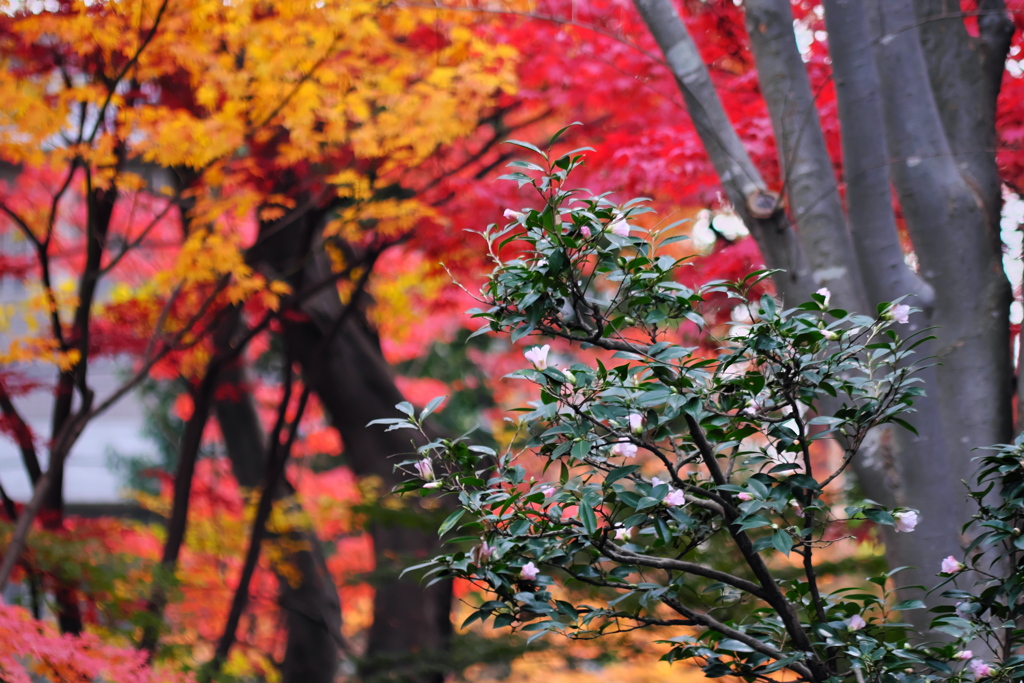 紅葉の賀 6