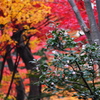 紅葉の賀 6