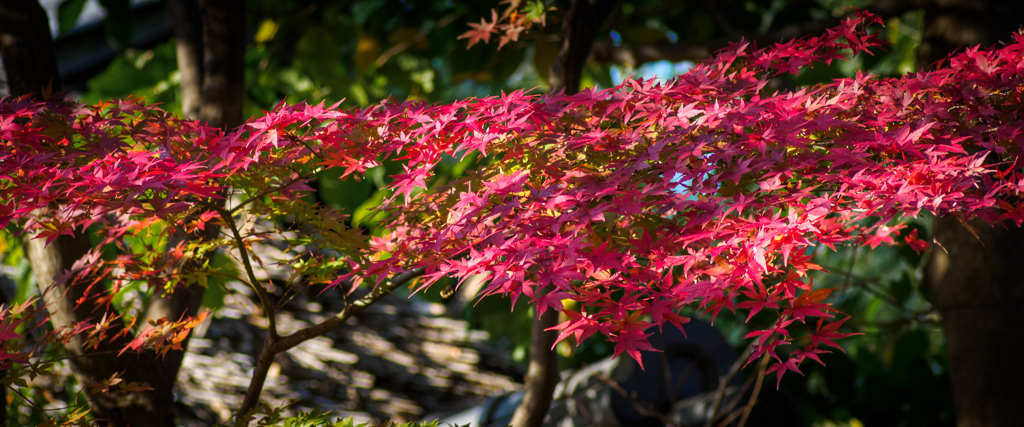 紅の川