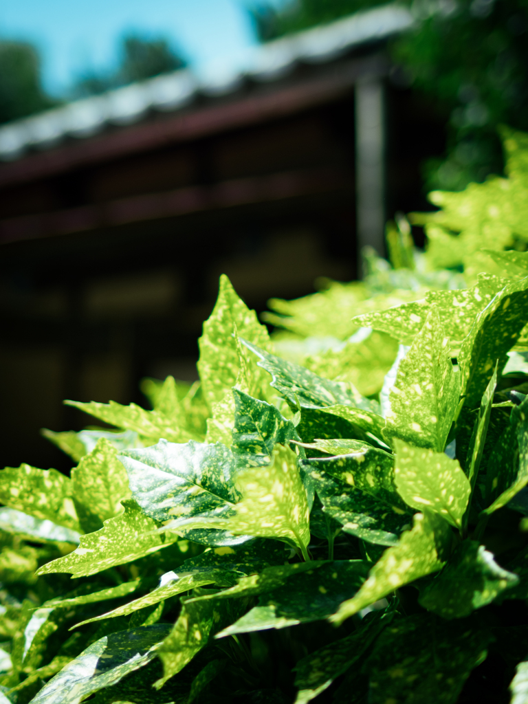 green leaf