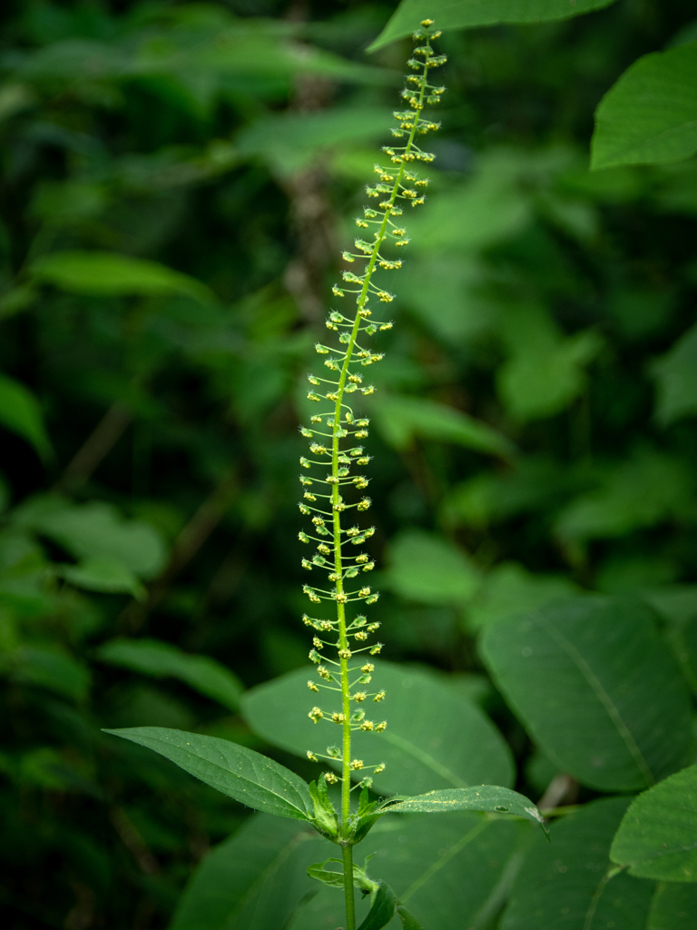 野の花