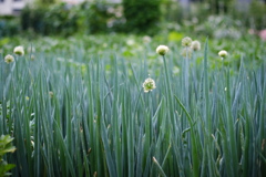 家庭菜園