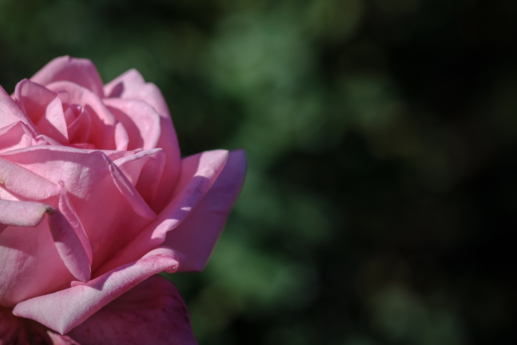 神代植物園のバラ 3