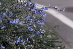 青く可憐な花