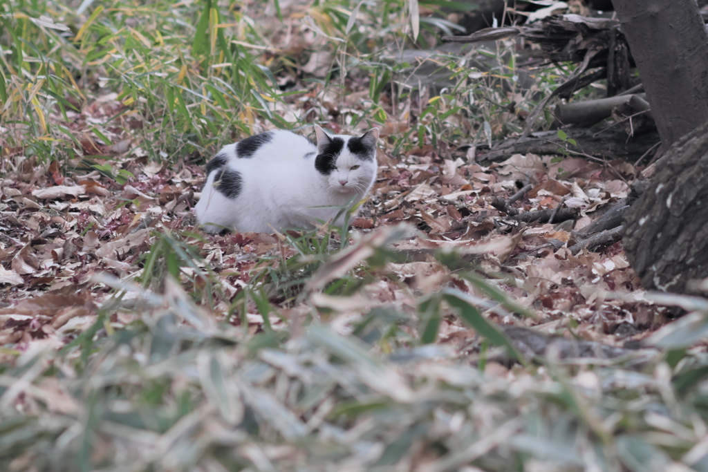 公園の猫