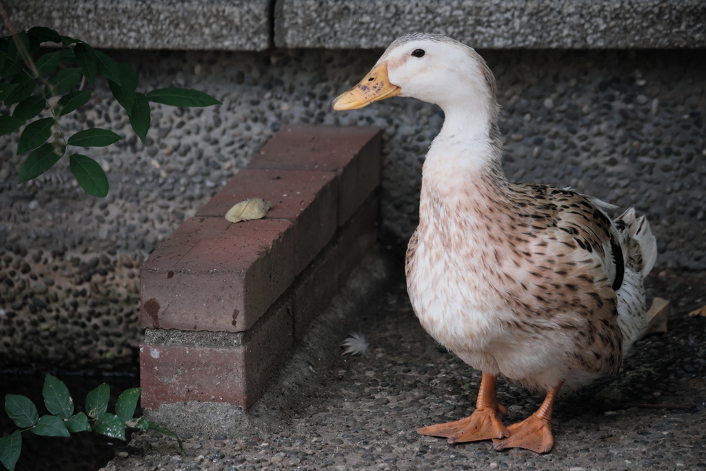 水浴び直前