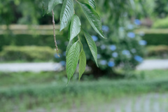 leaves