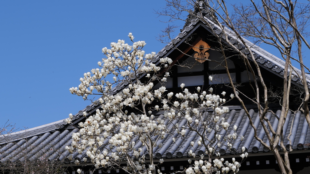 白木蓮の咲く奥院