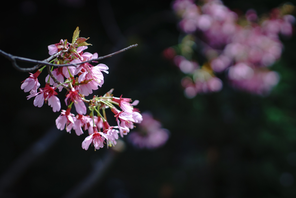 sakura