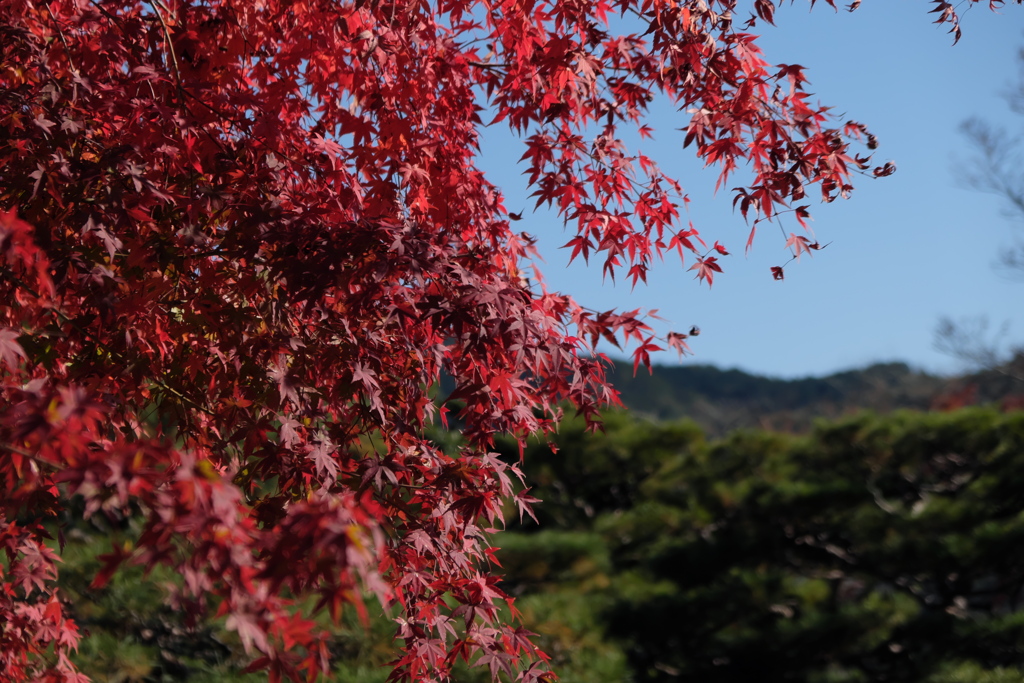 名残の紅葉 2